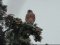 Πετροκιρκινέζι (αρσεν.) -  Kestrel (male)