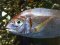 Λυθρίνι - Common Sea-Bream