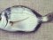 Καμπανάς - Two-banded Bream