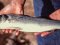 Λαβράκι - Common Sea-Bass
