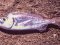 Λυθρίνι - Common Sea-Bream