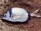 Καμπανάς - Two-banded Bream