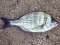 Σκαθάρι  -  Black Sea-Bream