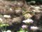 Papilio machaon  [Swallowtail]