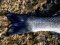 Λαβράκι - Common Sea-Bass