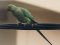 Παπαγάλος "δακτυλιόλαιμος"  -  Ring-necked Parakeet