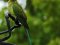 Παπαγάλος "δακτυλιόλαιμος"  -  Ring-necked Parakeet
