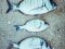 Καμπανάς - Two-banded Bream