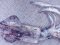 Καλαμάρι  -  Common Squid