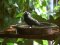Κότσυφας (αρσενικός) - Blackbird (male)