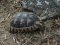 Testudo graeca [Spur-thighed Tortoise]