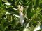 Αλογάκι της Παναγίας - Praying Mantis