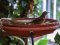 Τσίχλα - Song Thrush