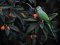 Παπαγάλος "δακτυλιόλαιμος"  -  Ring-necked Parakeet