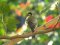 Καλόγερος (θηλ.) - Great Tit (female)
