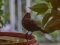 Κότσυφας (θηλυκός) - Blackbird (female)