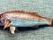 Μπαρμπούνι  -  Red Mullet