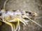 Γάμπαρη  -  Shrimp / Prawn 