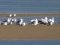 (Κιτρινοπόδηδες) Γλάροι  -  Yellow-legged Gulls