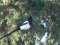 Καρακάξα - Magpie