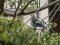 Κρικομυγοχάφτης (Θηλυκός) - Collared Flycatcher (female)
