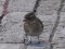 Σπίνος (θηλ.) - Chaffinch (female)
