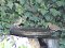 Τσίχλα - Song Thrush