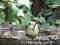 Νεαρός Καλόγερος  -  Immature Great Tit