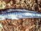 Σαρδέλα - Pilchard / Sardine (small)