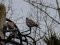 Δεκοχτούρες  -  Collared Doves