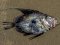 Χριστόψαρο  -  John Dory