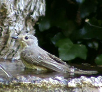 Pipit-like 200x180