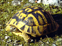 Xelwna 200x150 Ypath80