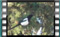 magpie 00011