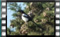 magpie 00012