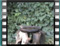 Chaffinch young a20070311