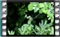 goldfinches mulberry tree