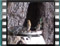 Greenfinches  2005 119