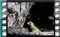 greenfinch male bath