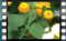 Macroglossum-stellatarum 805-2