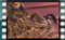 barn.swallow S1230010