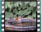 dunnock bath 3