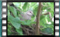 Collared.Dove.in.nest-4.6.2017 00015cr