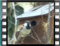 Untitled-Clip-28 male-into-Nest