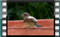 house-sparrow-11.1.2016.00024