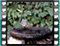 black redstart-1 60x46