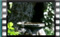 great-Tit M2U00544