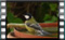 great.tit 2019-02-28-12-49-26w