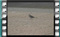 white-wagtail-male-00011-2