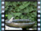 Olivaceous-Warbler-2